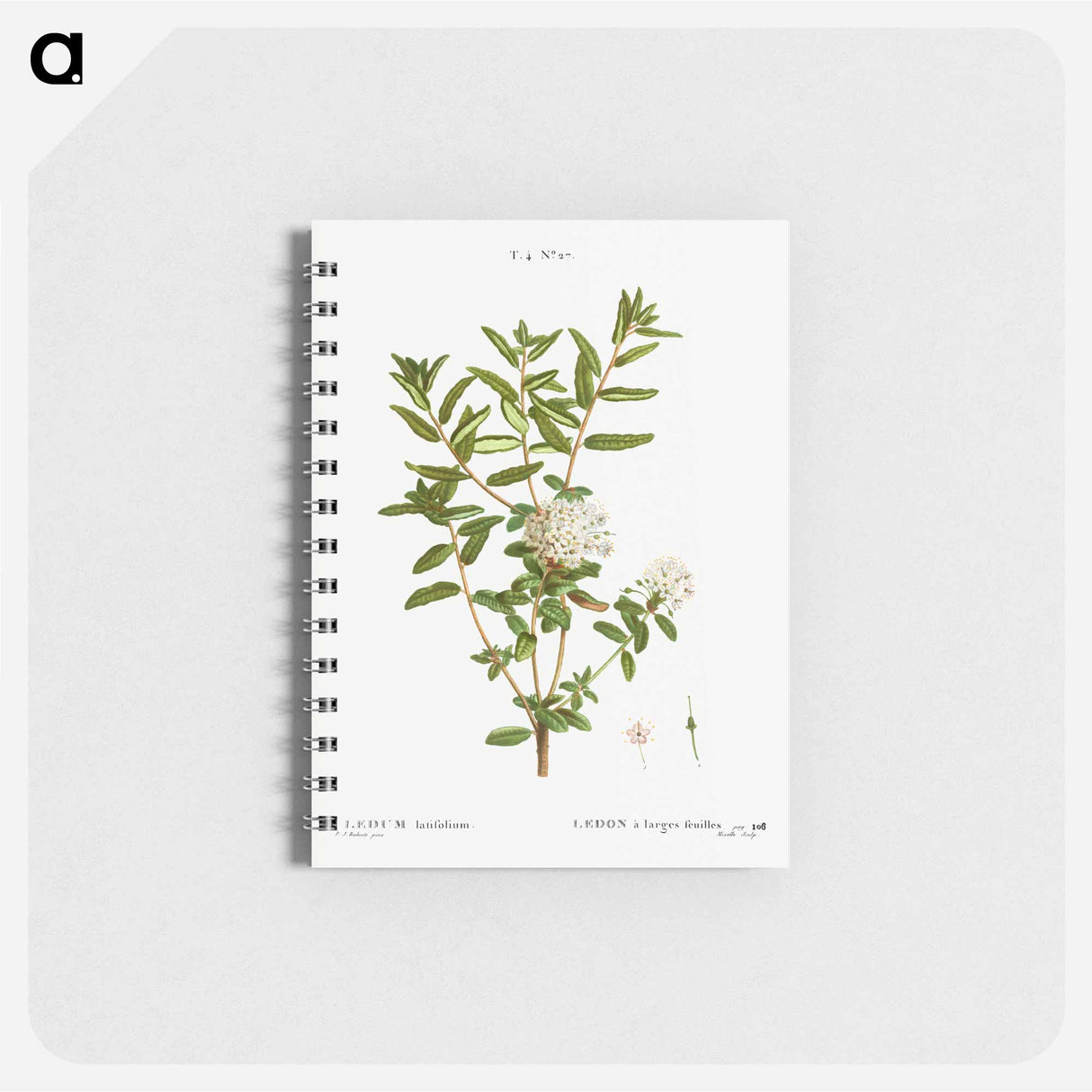アートメモ帳-Bog labrador tea - ピエール ジョゼフ ルドゥーテ Memo.