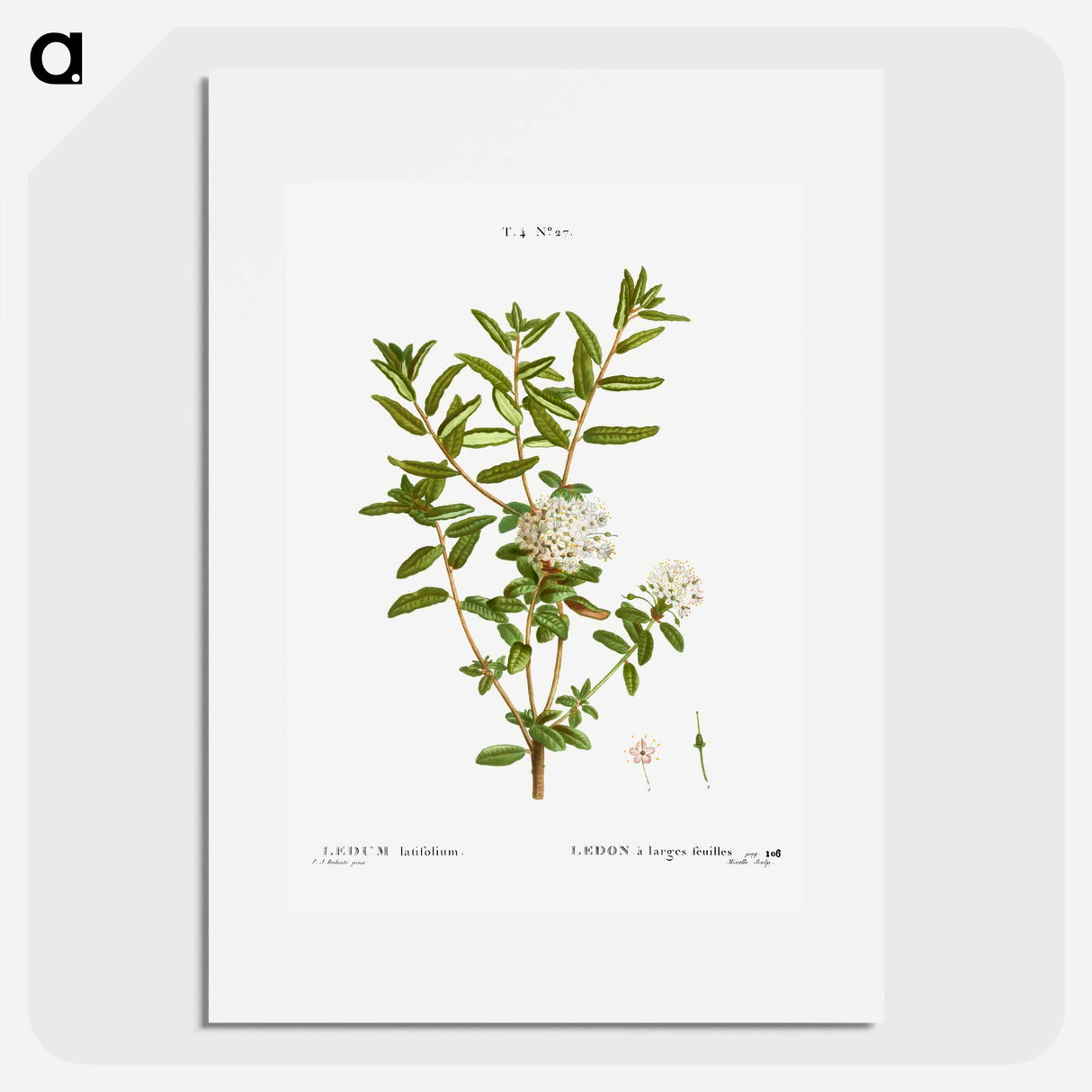 Bog labrador tea - Pierre Joseph Redouté Poster.