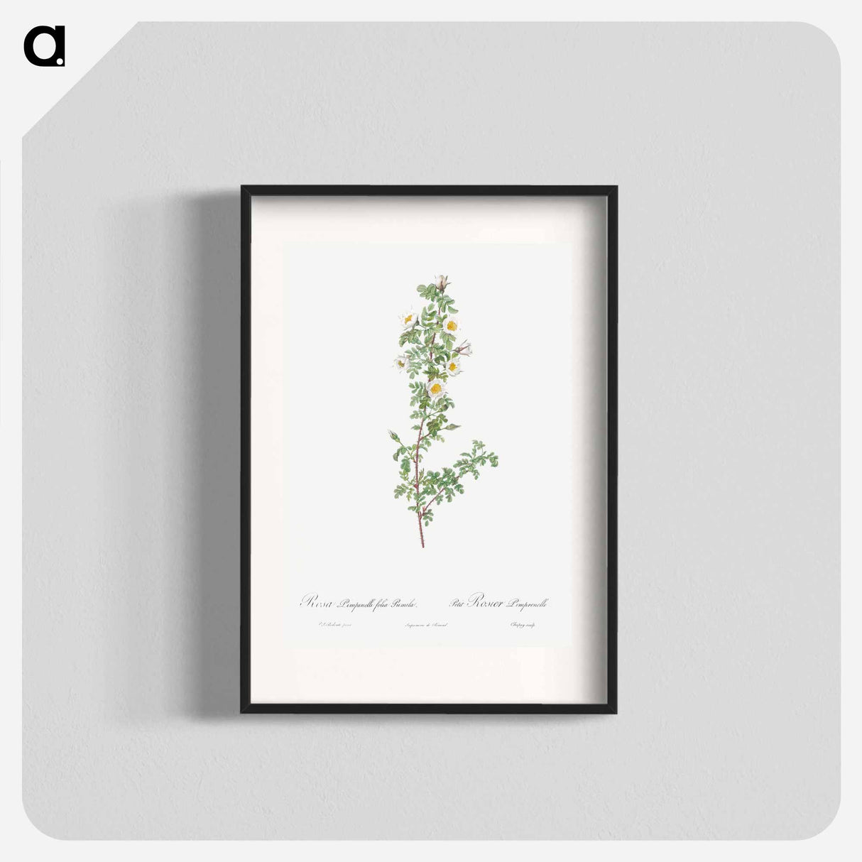 Burnet Rose - Pierre Joseph Redouté Poster.