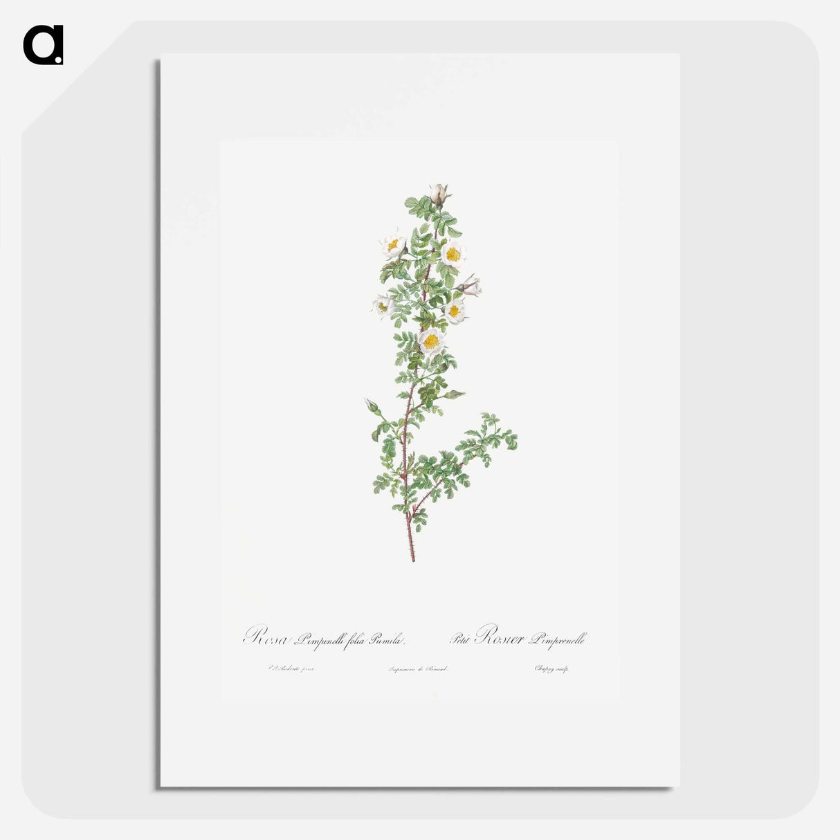 Burnet Rose - Pierre Joseph Redouté Poster.