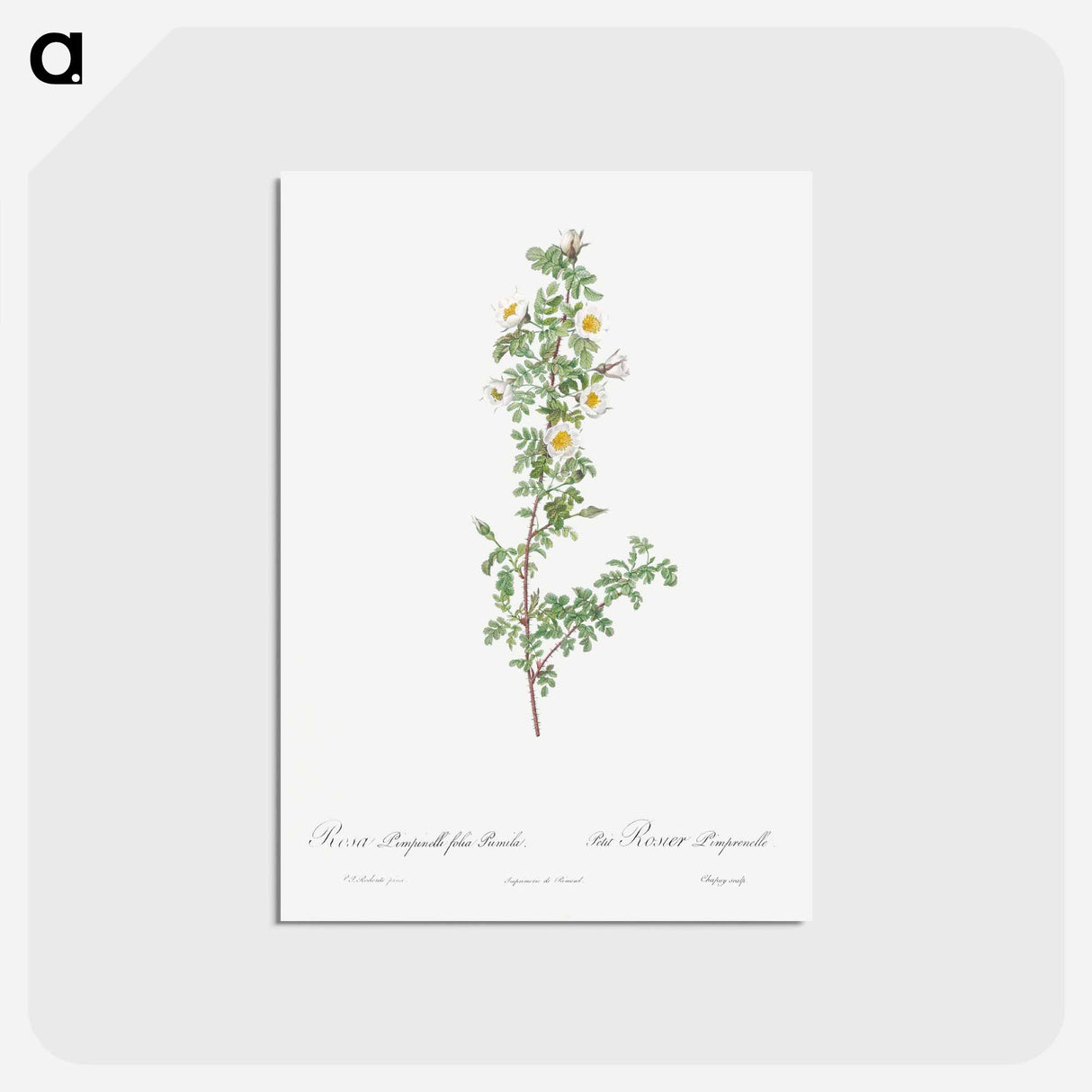 アートポストカード-Burnet Rose - ピエール ジョゼフ ルドゥーテ Postcard.