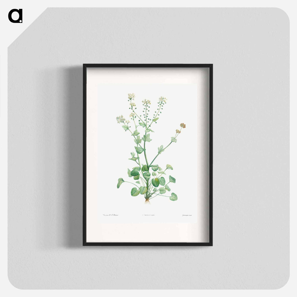 Scurvy-grass - Pierre Joseph Redouté Poster.