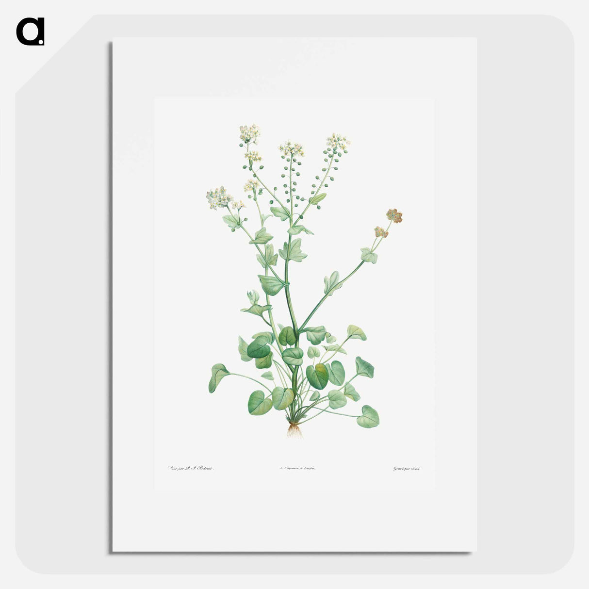 Scurvy-grass - Pierre Joseph Redouté Poster.