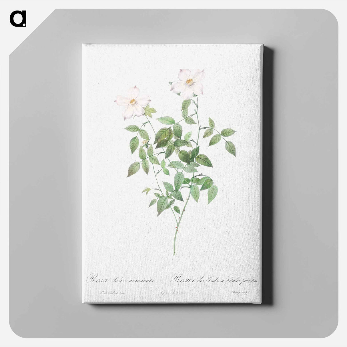 アートパネル-Rosa indica acuminata - ピエール ジョゼフ ルドゥーテ Canvas.