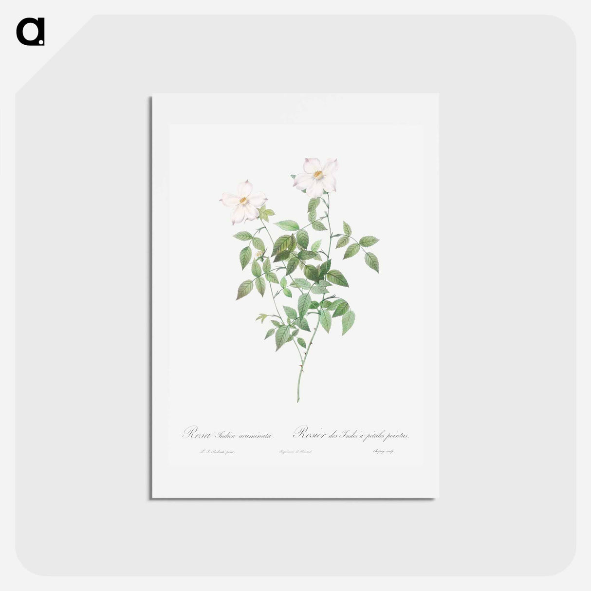 アートポストカード-Rosa indica acuminata - ピエール ジョゼフ ルドゥーテ Postcard.