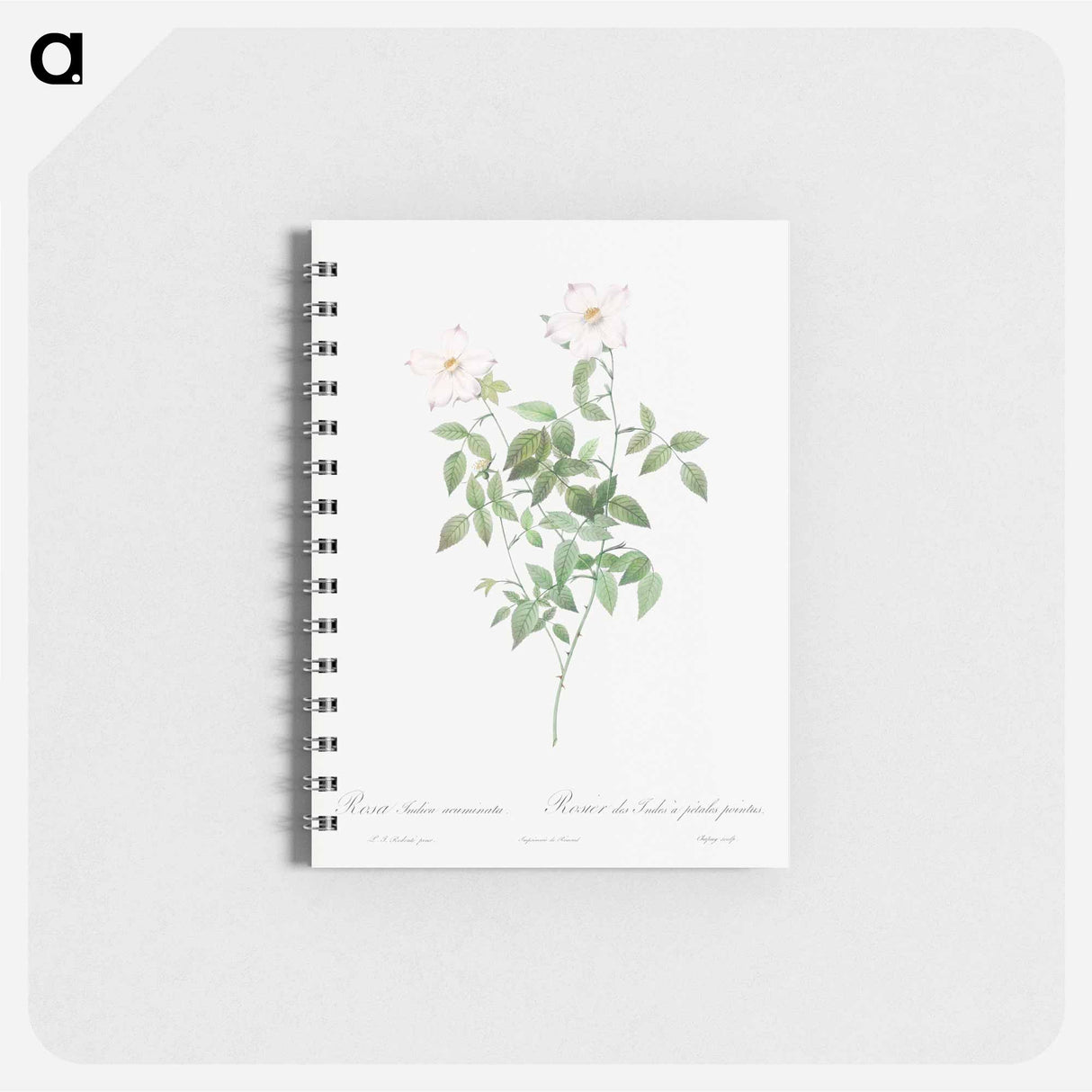 Rosa indica acuminata - ピエール ジョゼフ ルドゥーテ Memo.