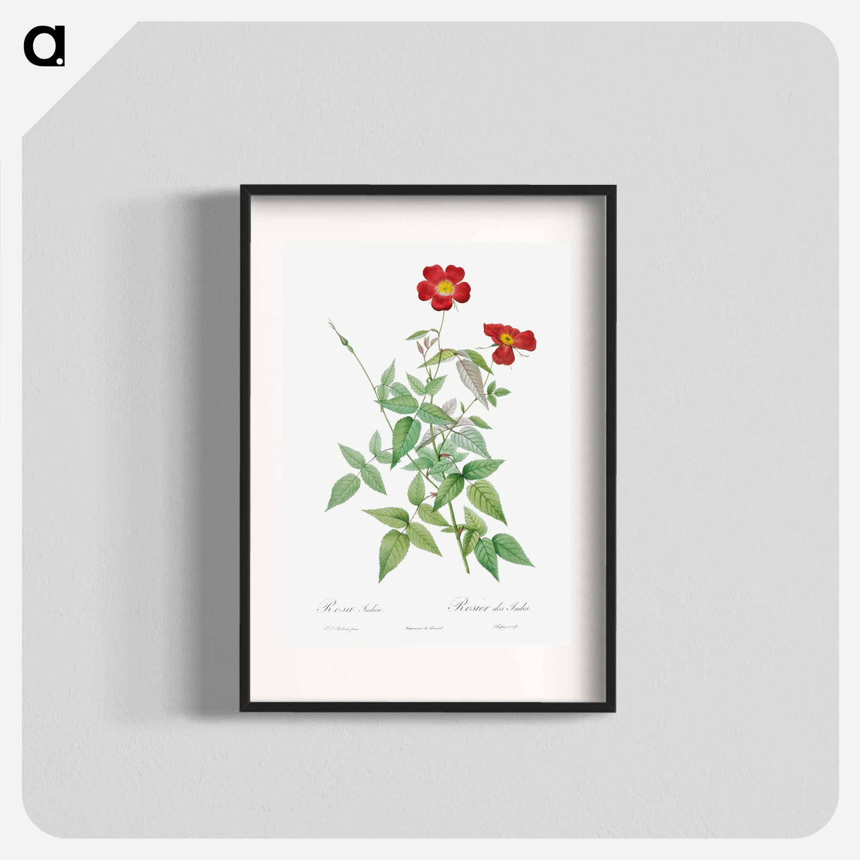 Rose - Pierre Joseph Redouté Poster.