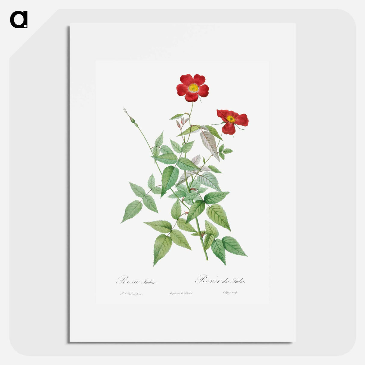 Rose - Pierre Joseph Redouté Poster.