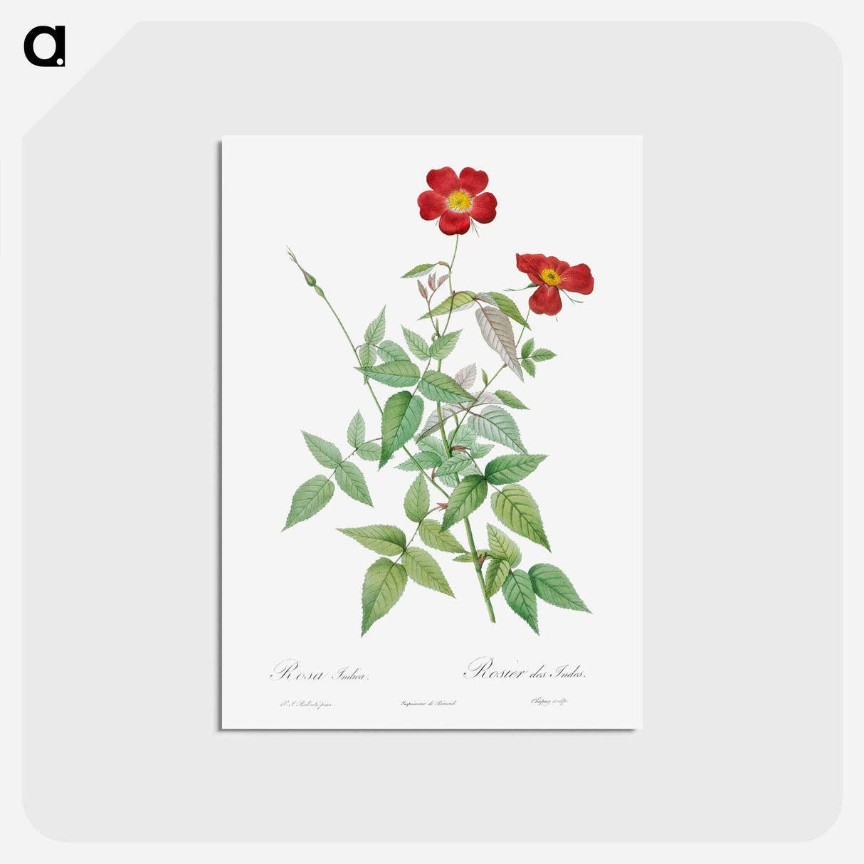 アートポストカード-Rose - ピエール ジョゼフ ルドゥーテ Postcard.