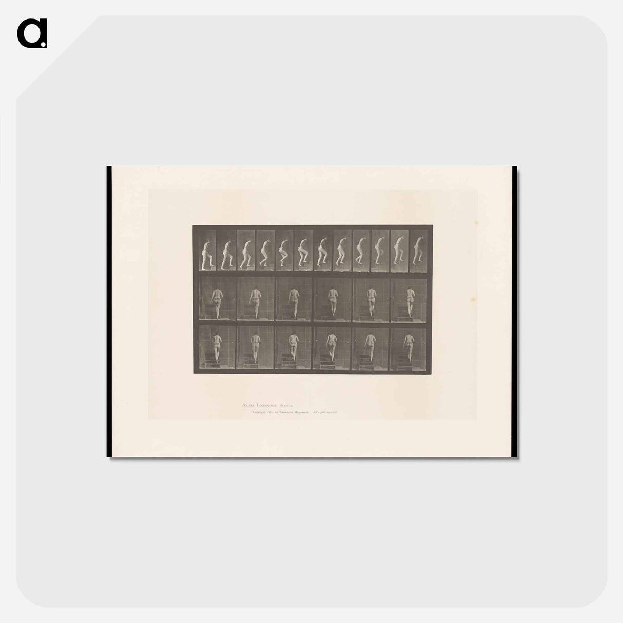アートポストカード-Nude Descending a Staircase
- エドワード マイブリッジ Postcard.