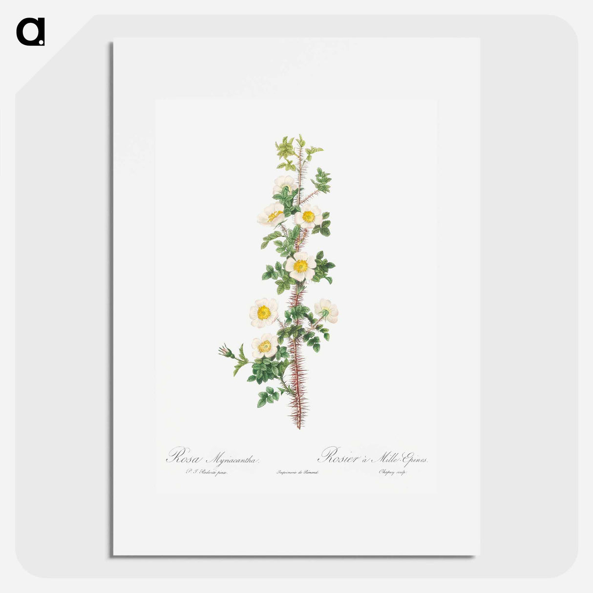 Scotch Rose - Pierre Joseph Redouté Poster.