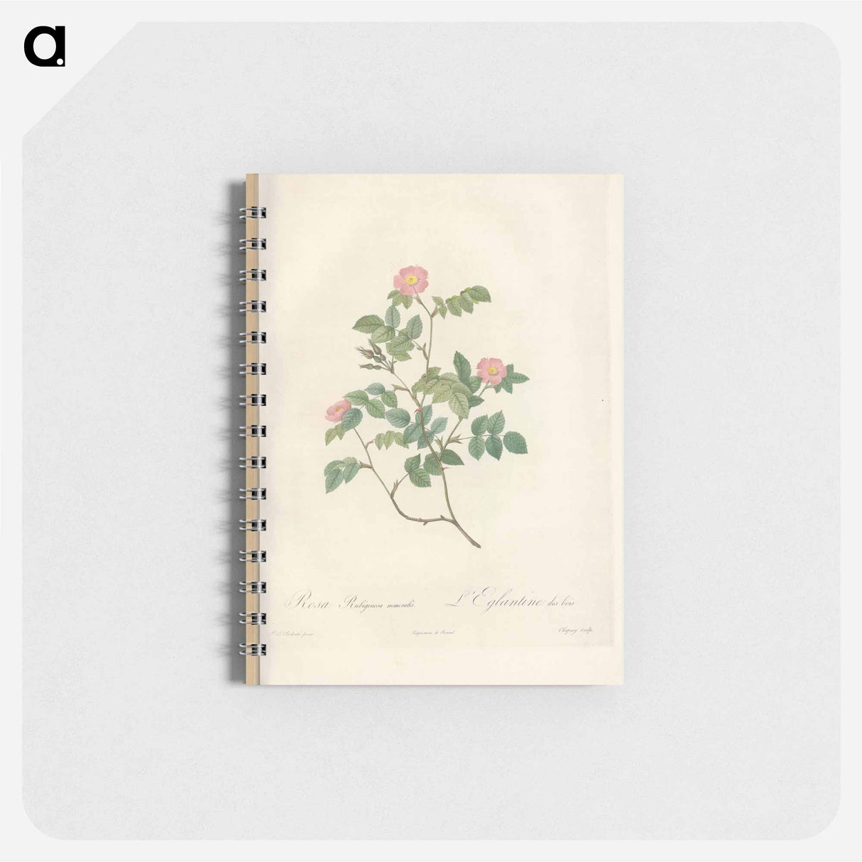 Rose illustration - ピエール ジョゼフ ルドゥーテ Memo.