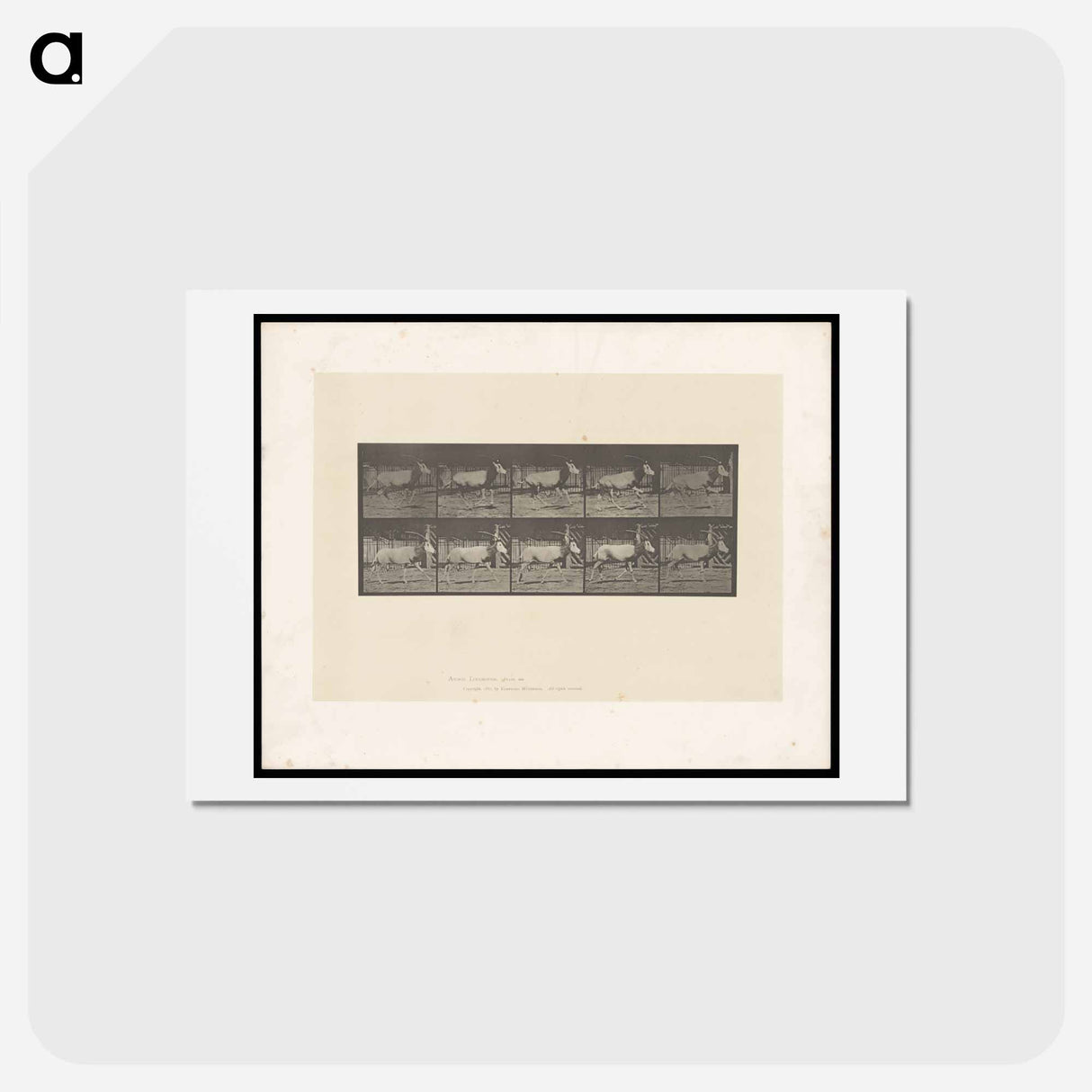 アートポストカード-Running Oryx
- エドワード マイブリッジ Postcard.