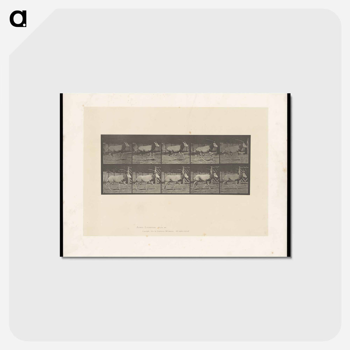 アートポストカード-Running Oryx
- エドワード マイブリッジ Postcard.