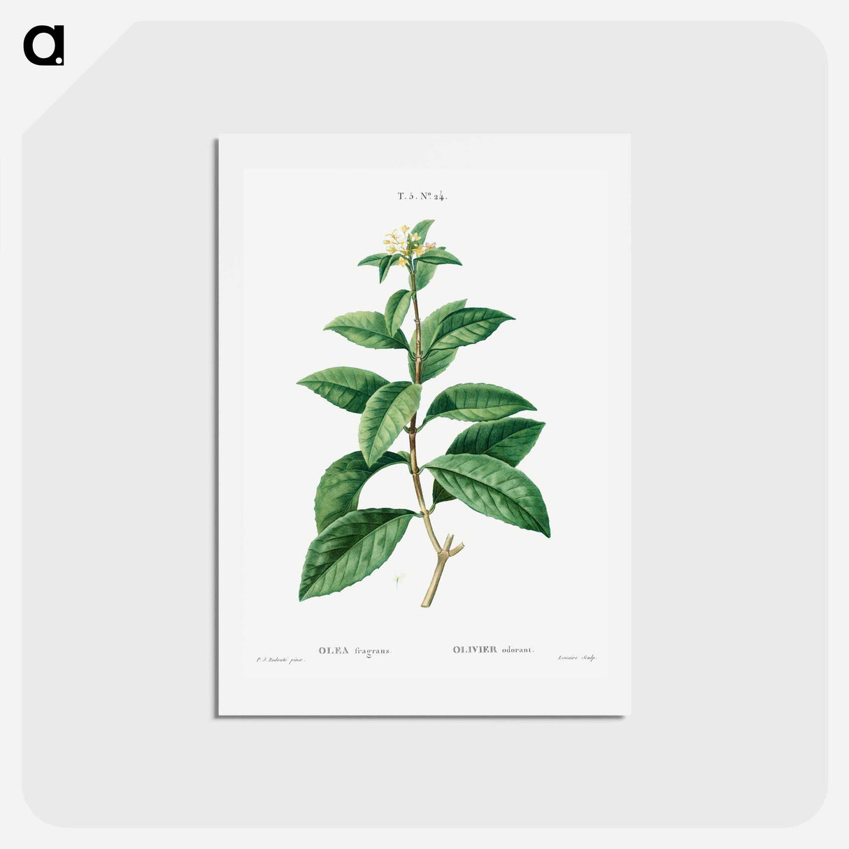 アートポストカード-Sweet osmanthus - ピエール ジョゼフ ルドゥーテ Postcard.