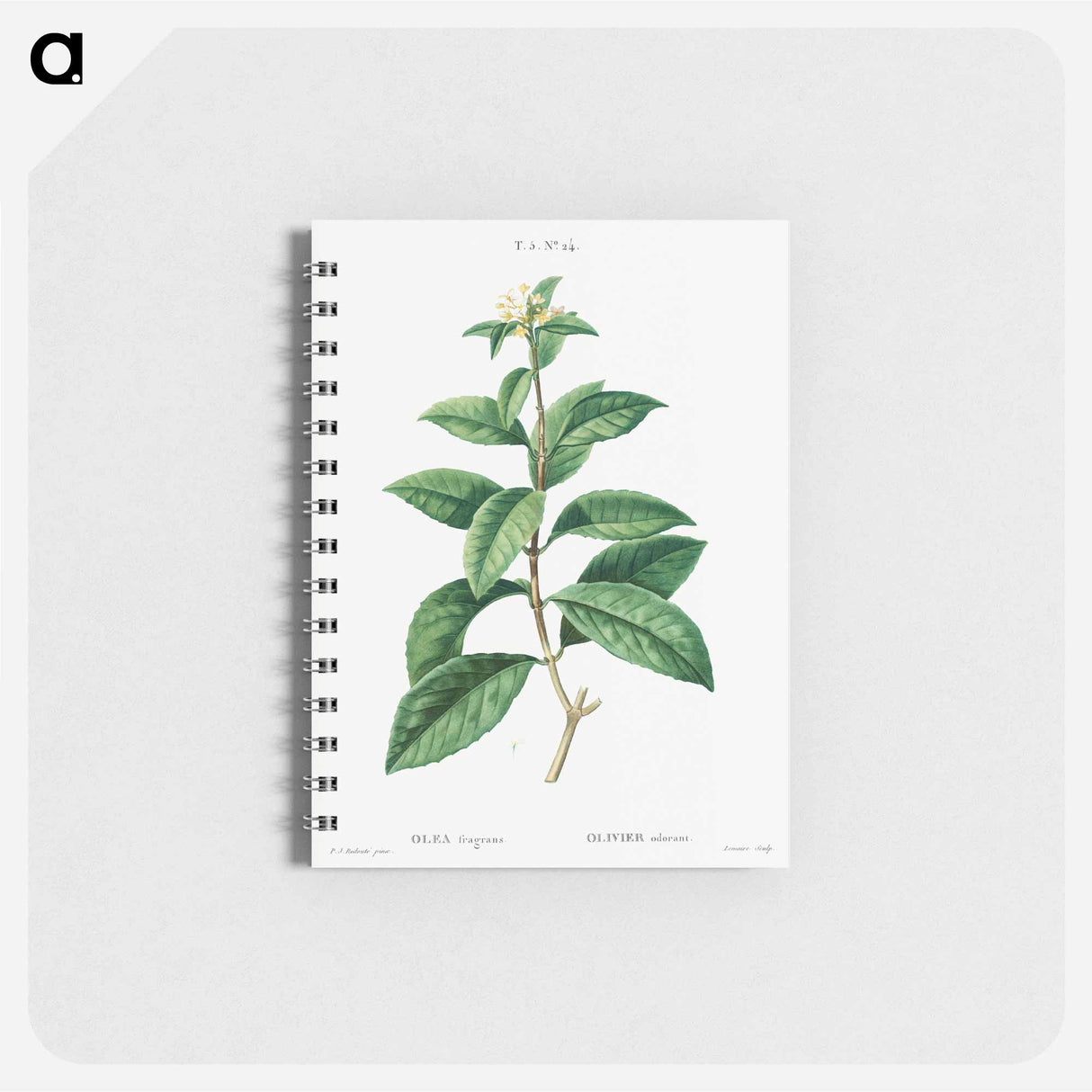 Sweet osmanthus - ピエール ジョゼフ ルドゥーテ Memo.