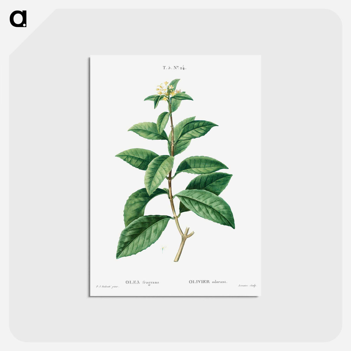 アートポストカード-Sweet osmanthus - ピエール ジョゼフ ルドゥーテ Postcard.