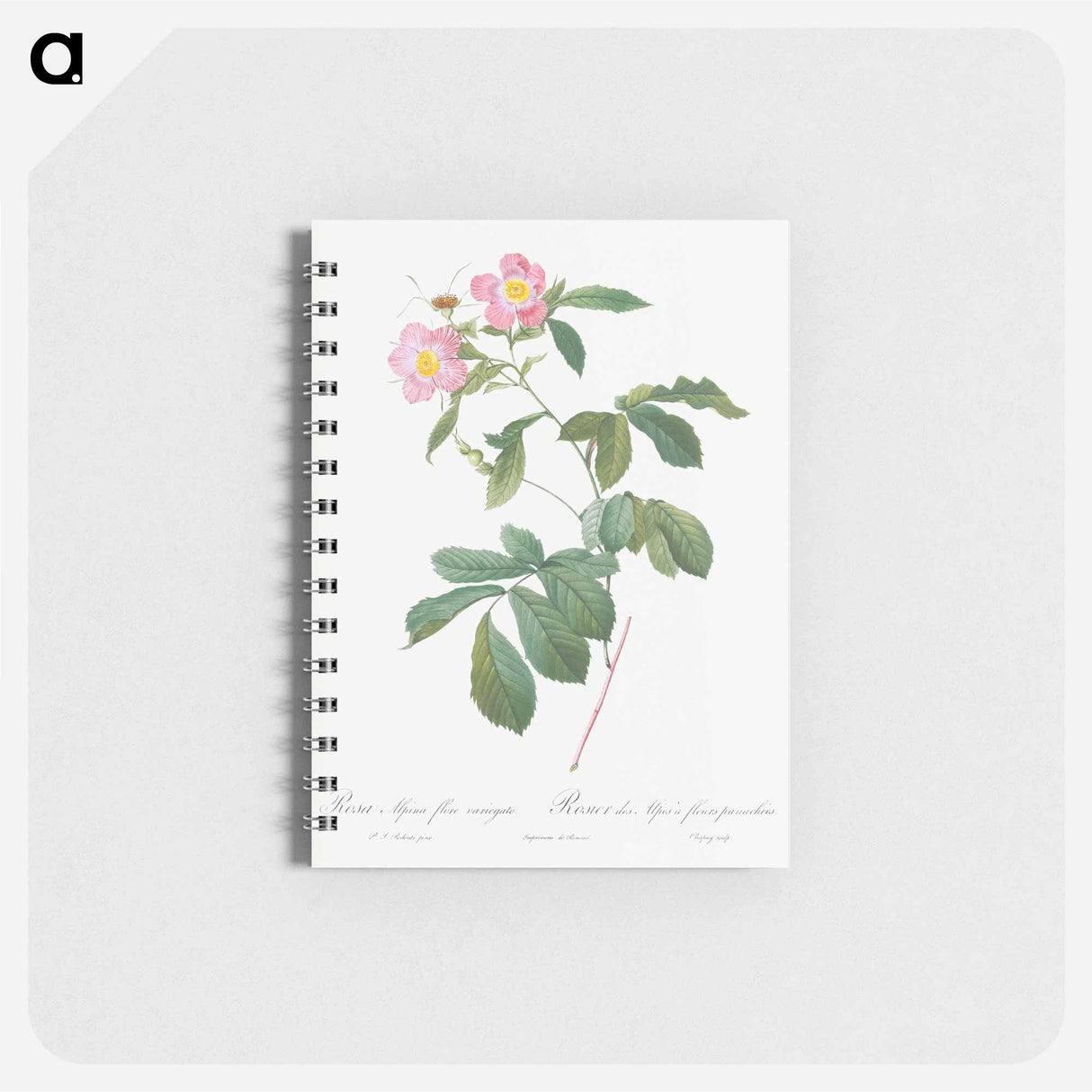 Variegated Alpine Rose - ピエール ジョゼフ ルドゥーテ Memo.