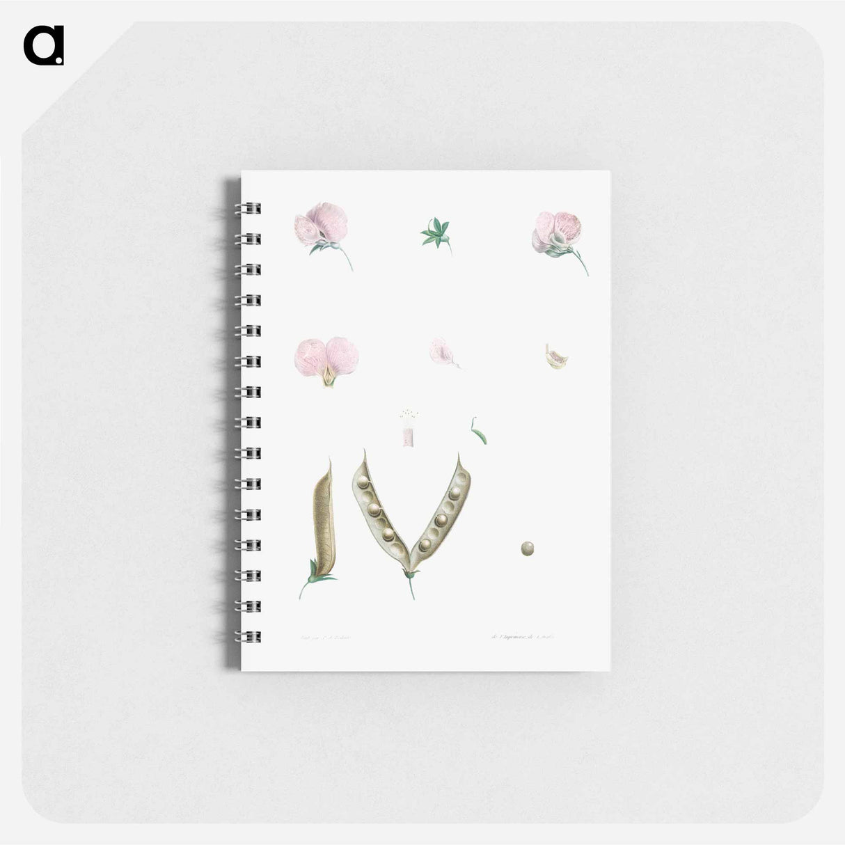 Butterfly pea flower parts - ピエール ジョゼフ ルドゥーテ Memo.