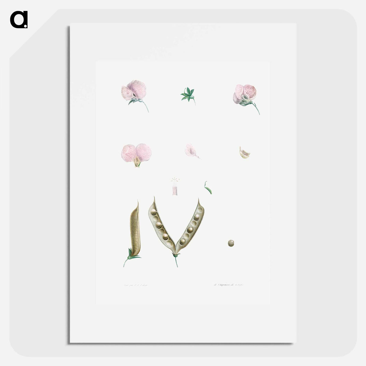 アートポスター-Butterfly pea flower parts - ピエール ジョゼフ ルドゥーテ Poster.