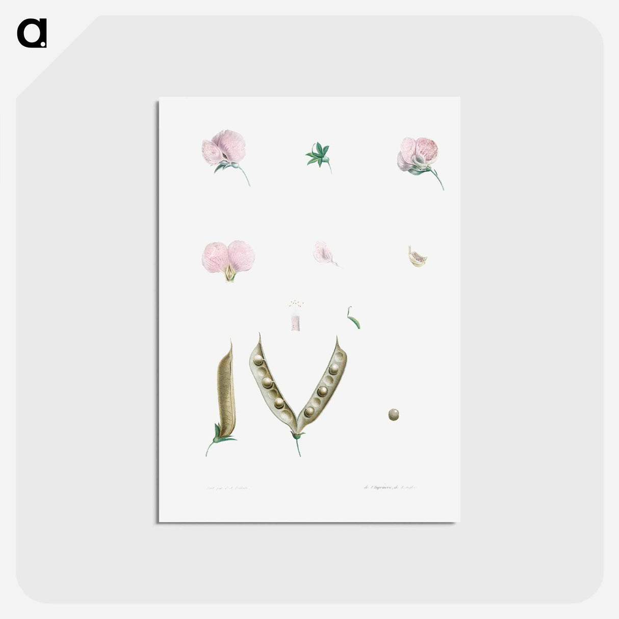 アートポストカード-Butterfly pea flower parts - ピエール ジョゼフ ルドゥーテ Postcard.