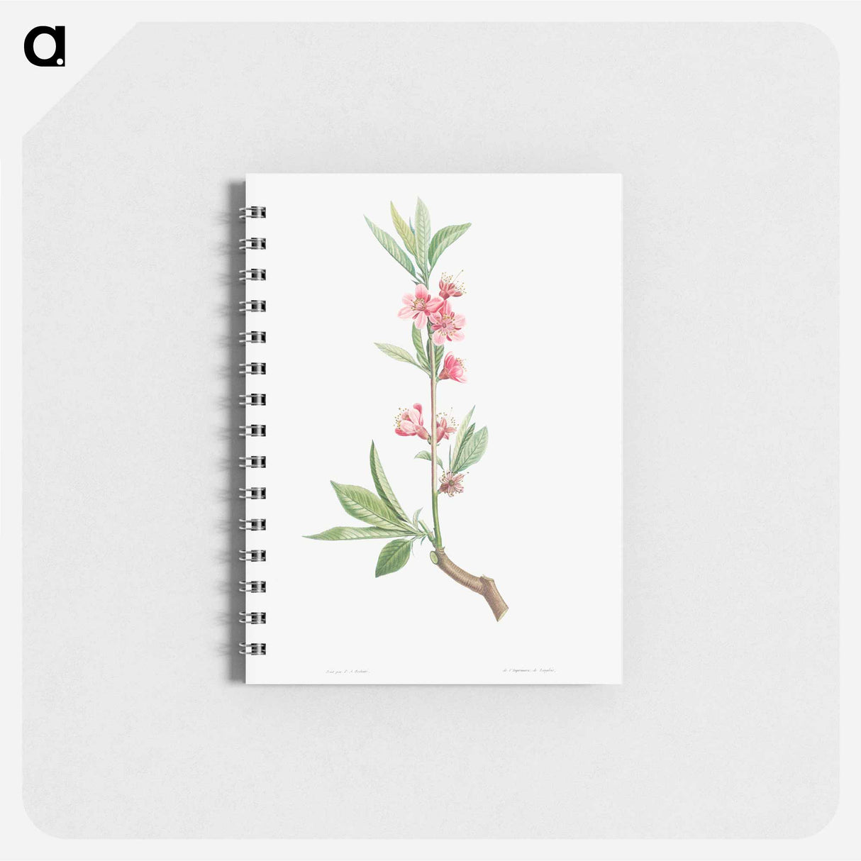 Pink flowers - ピエール ジョゼフ ルドゥーテ Memo.