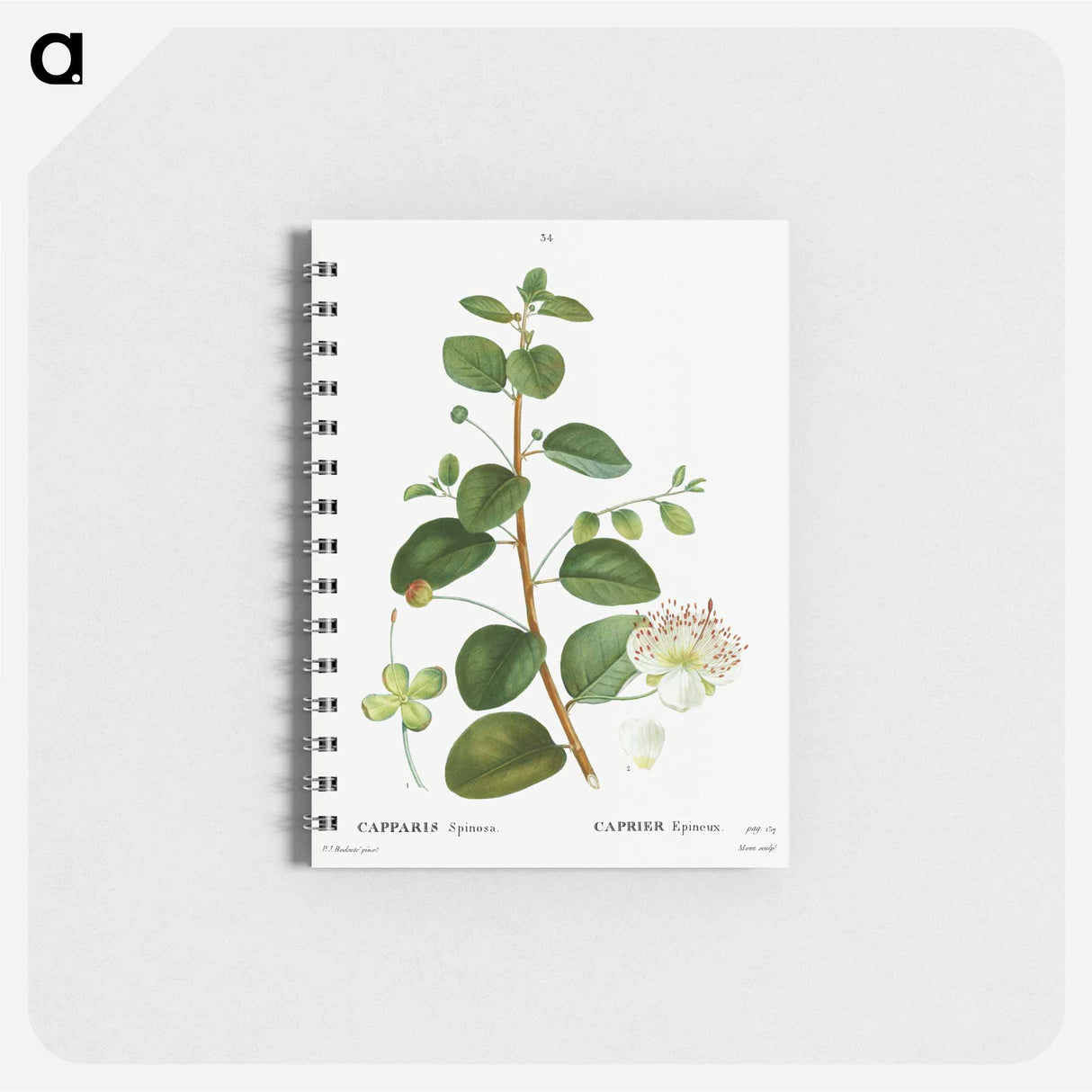 Caper (Capparis Spinosa) - ピエール ジョゼフ ルドゥーテ Memo.