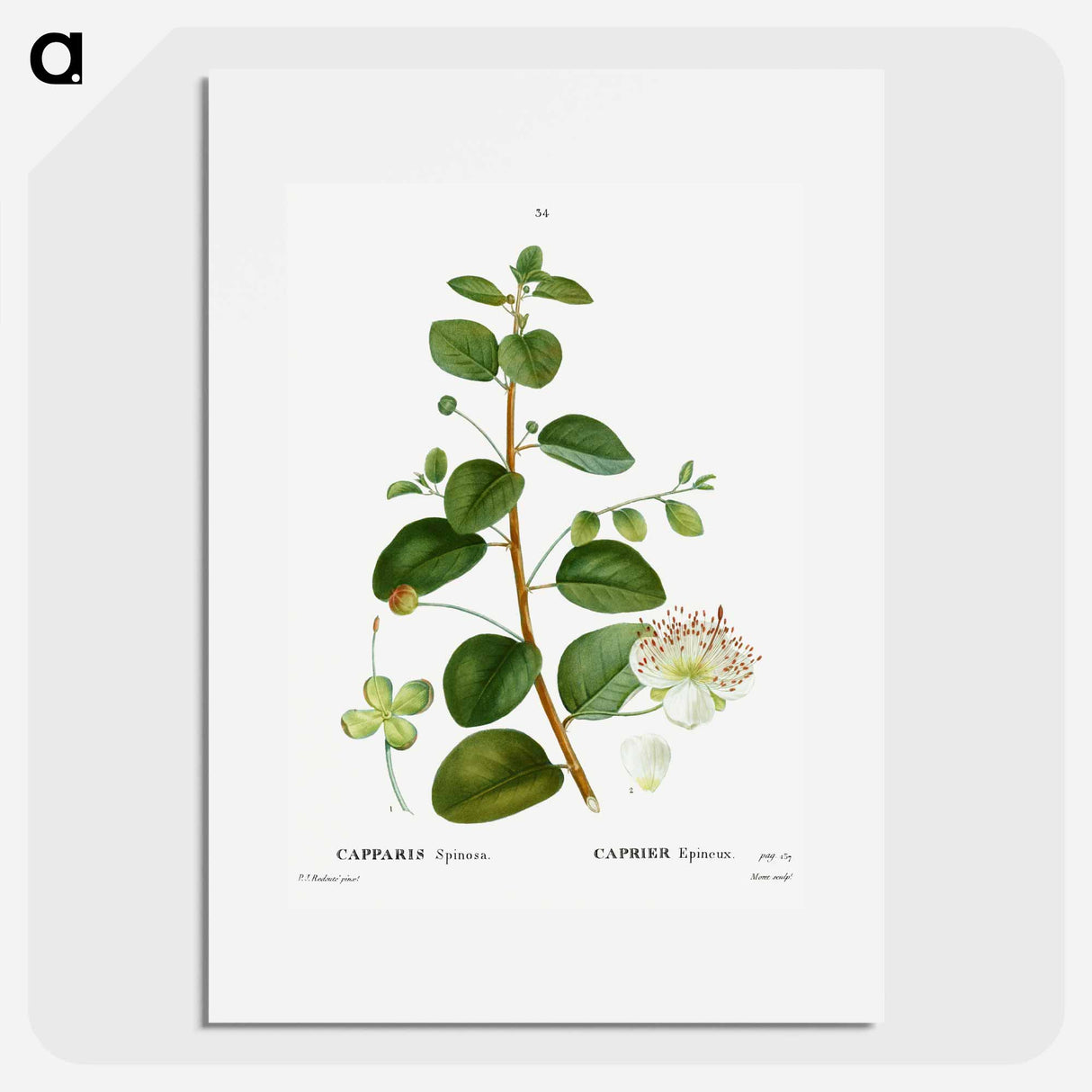 アートポスター-Caper (Capparis Spinosa) - ピエール ジョゼフ ルドゥーテ Poster.