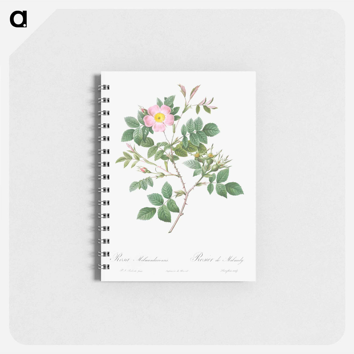 Malmedy Rose - ピエール ジョゼフ ルドゥーテ Memo.