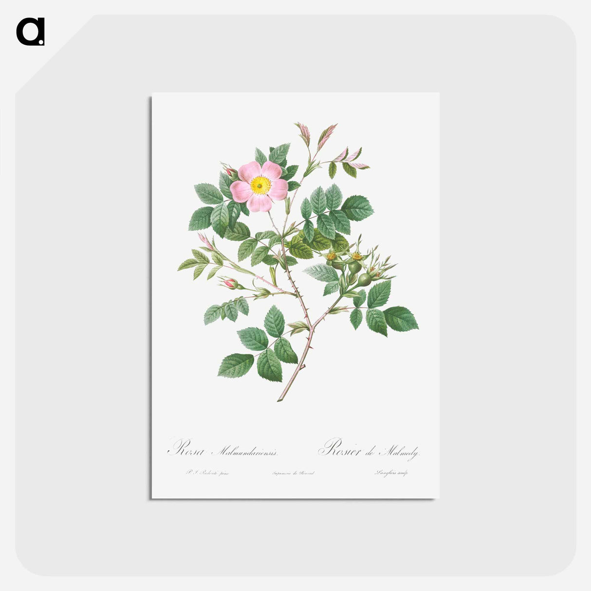 アートポストカード-Malmedy Rose - ピエール ジョゼフ ルドゥーテ Postcard.