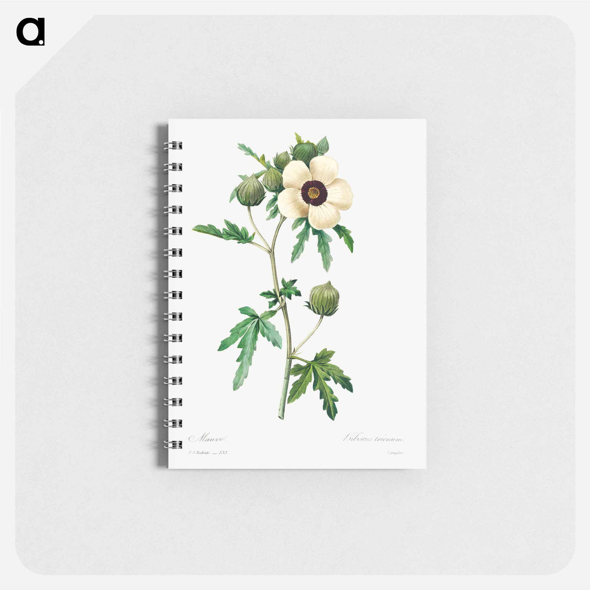 Venice mallow - ピエール ジョゼフ ルドゥーテ Memo.