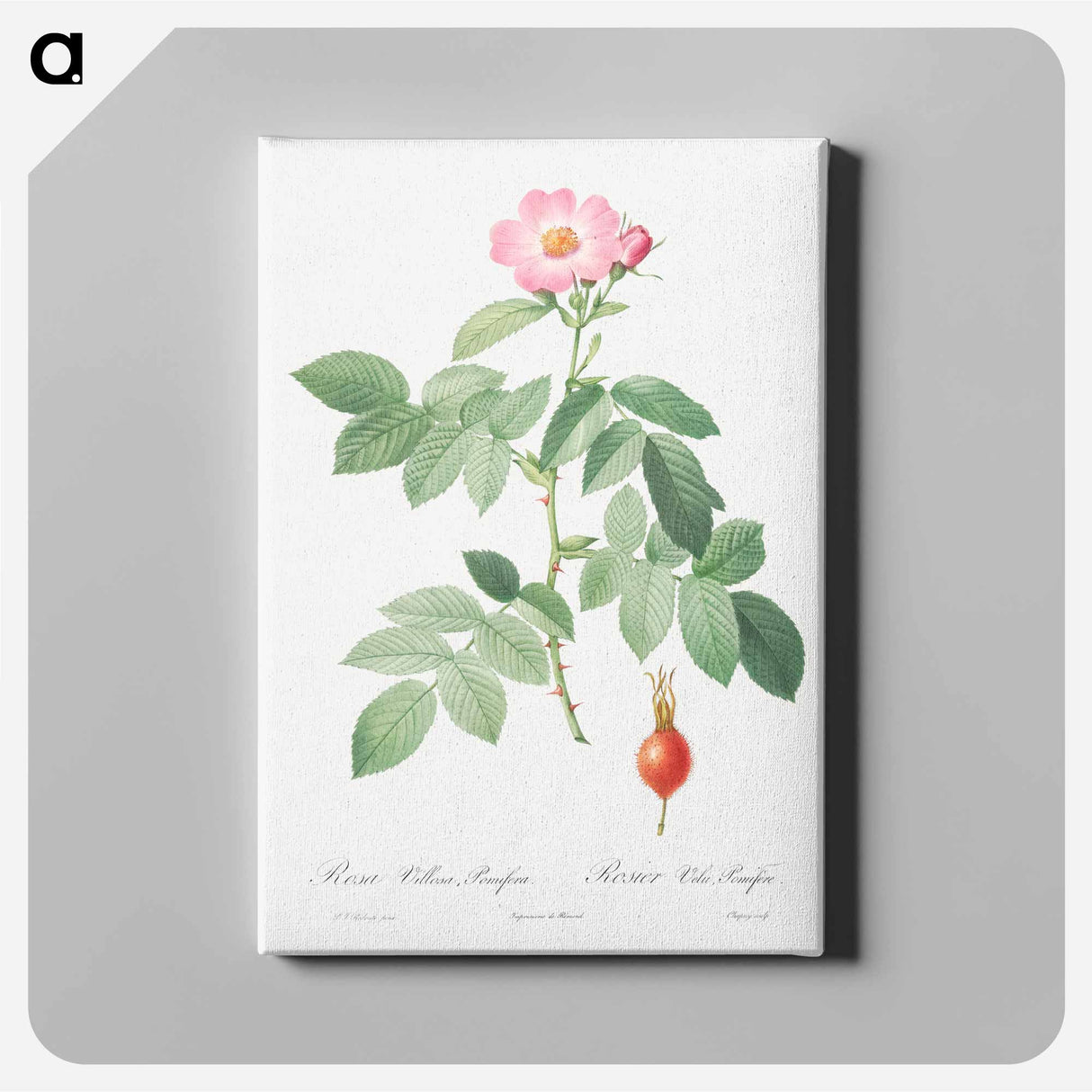 アートパネル-The Apple Rose - ピエール ジョゼフ ルドゥーテ Canvas.