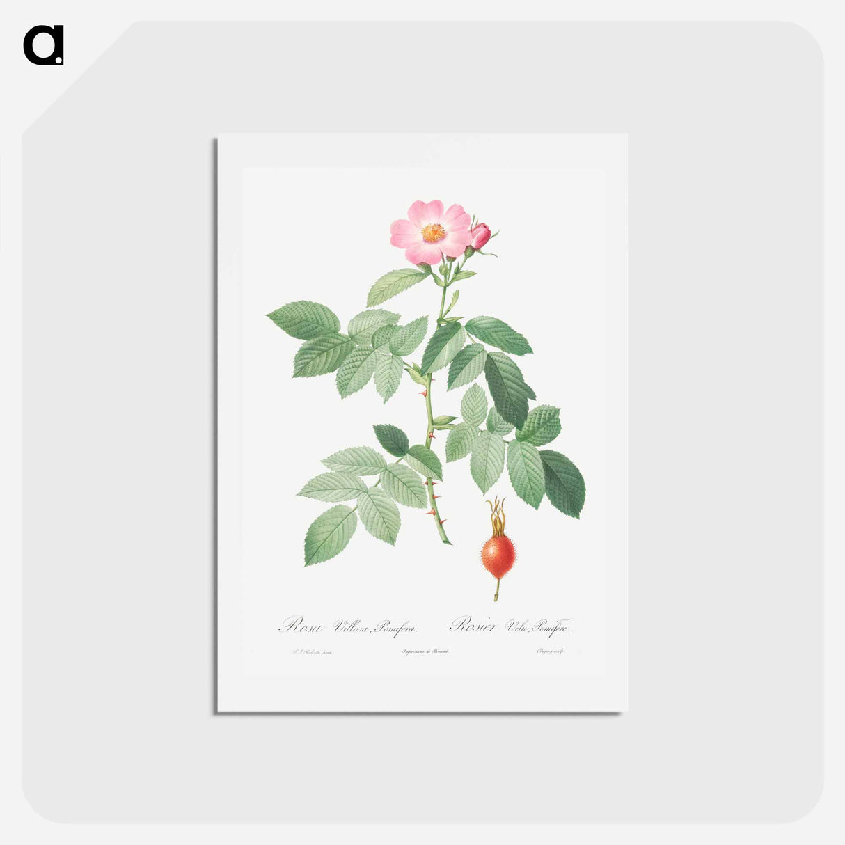 アートポストカード-The Apple Rose - ピエール ジョゼフ ルドゥーテ Postcard.