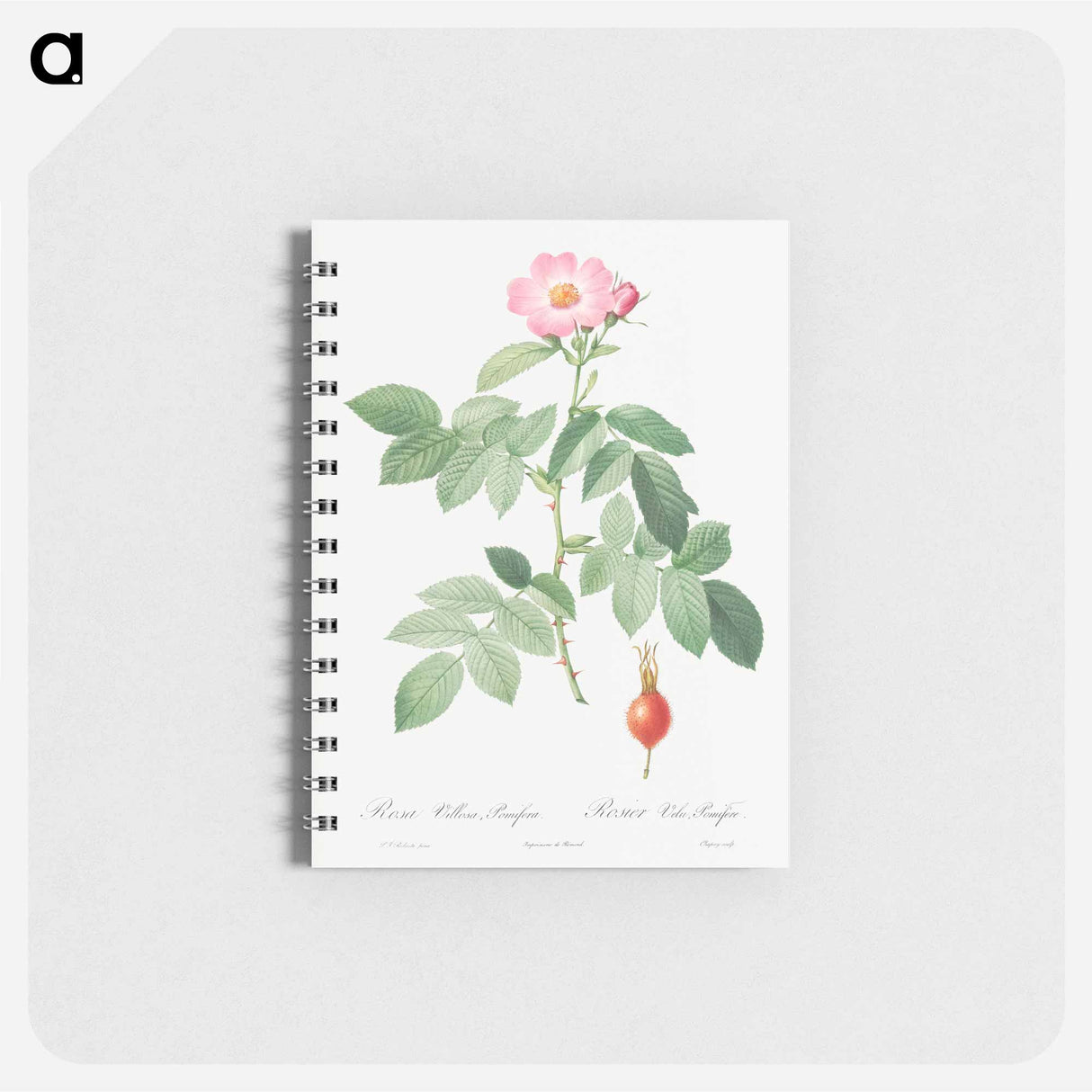 The Apple Rose - ピエール ジョゼフ ルドゥーテ Memo.