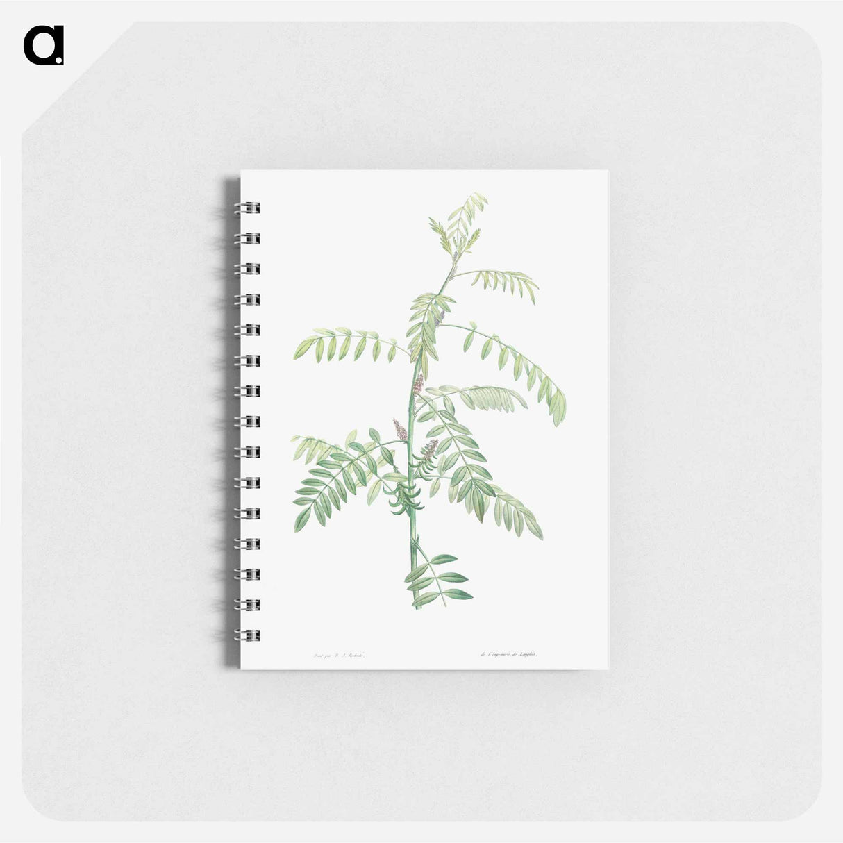 Indigo - ピエール ジョゼフ ルドゥーテ Memo.