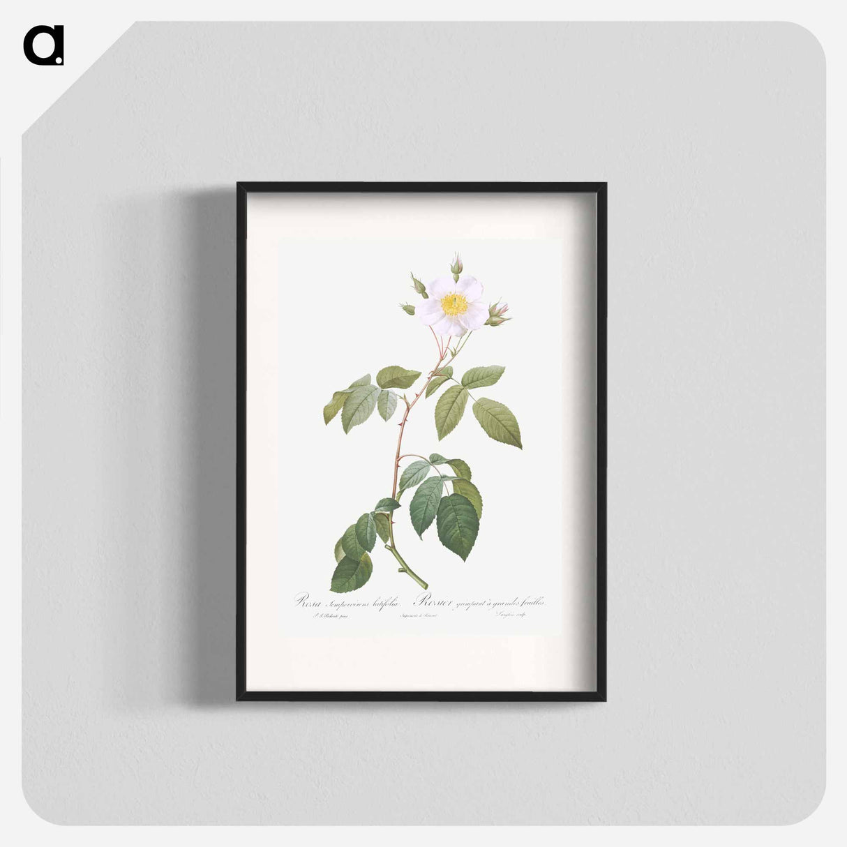 アートポスター-Big-Leaved Climbing Rose - ピエール ジョゼフ ルドゥーテ Poster.