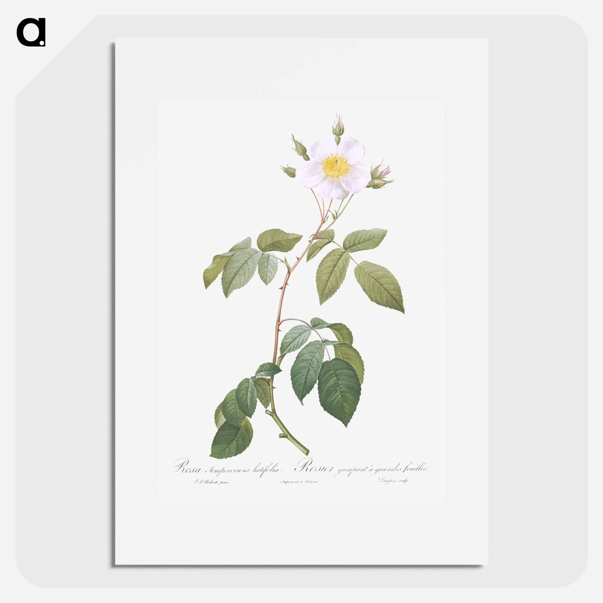 アートポスター-Big-Leaved Climbing Rose - ピエール ジョゼフ ルドゥーテ Poster.