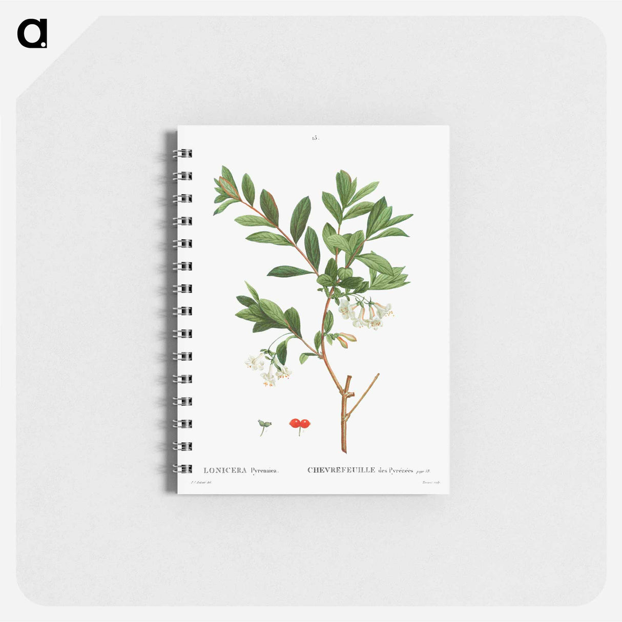 Lonicera Pyrenaica - ピエール ジョゼフ ルドゥーテ Memo.