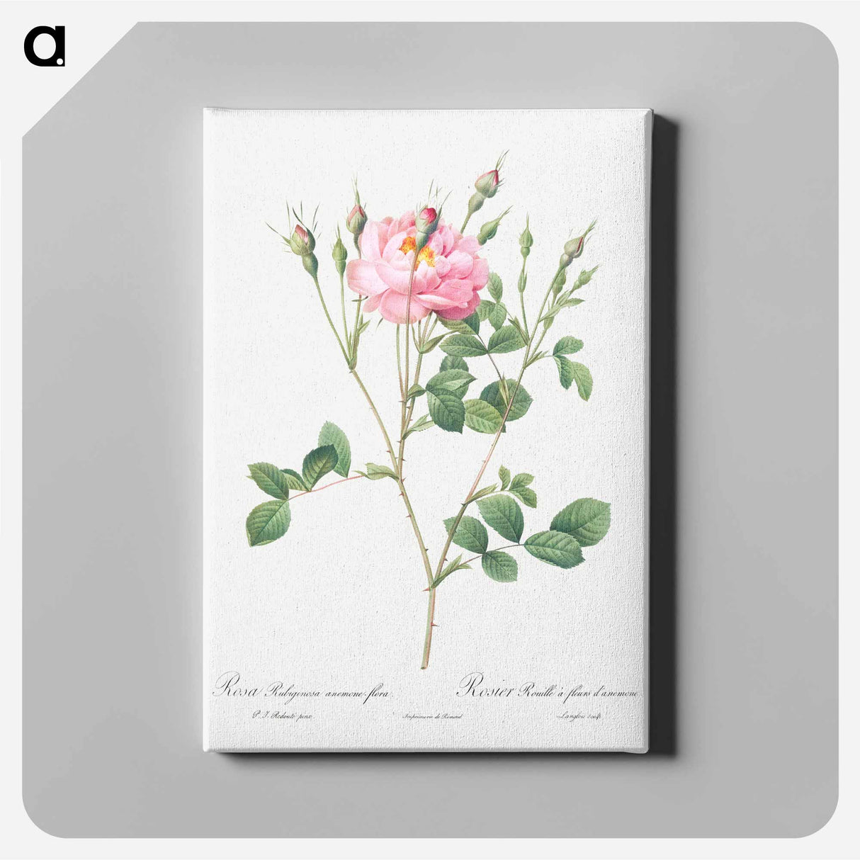 アートパネル-Anemone Flowered Sweetbriar - ピエール ジョゼフ ルドゥーテ Canvas.