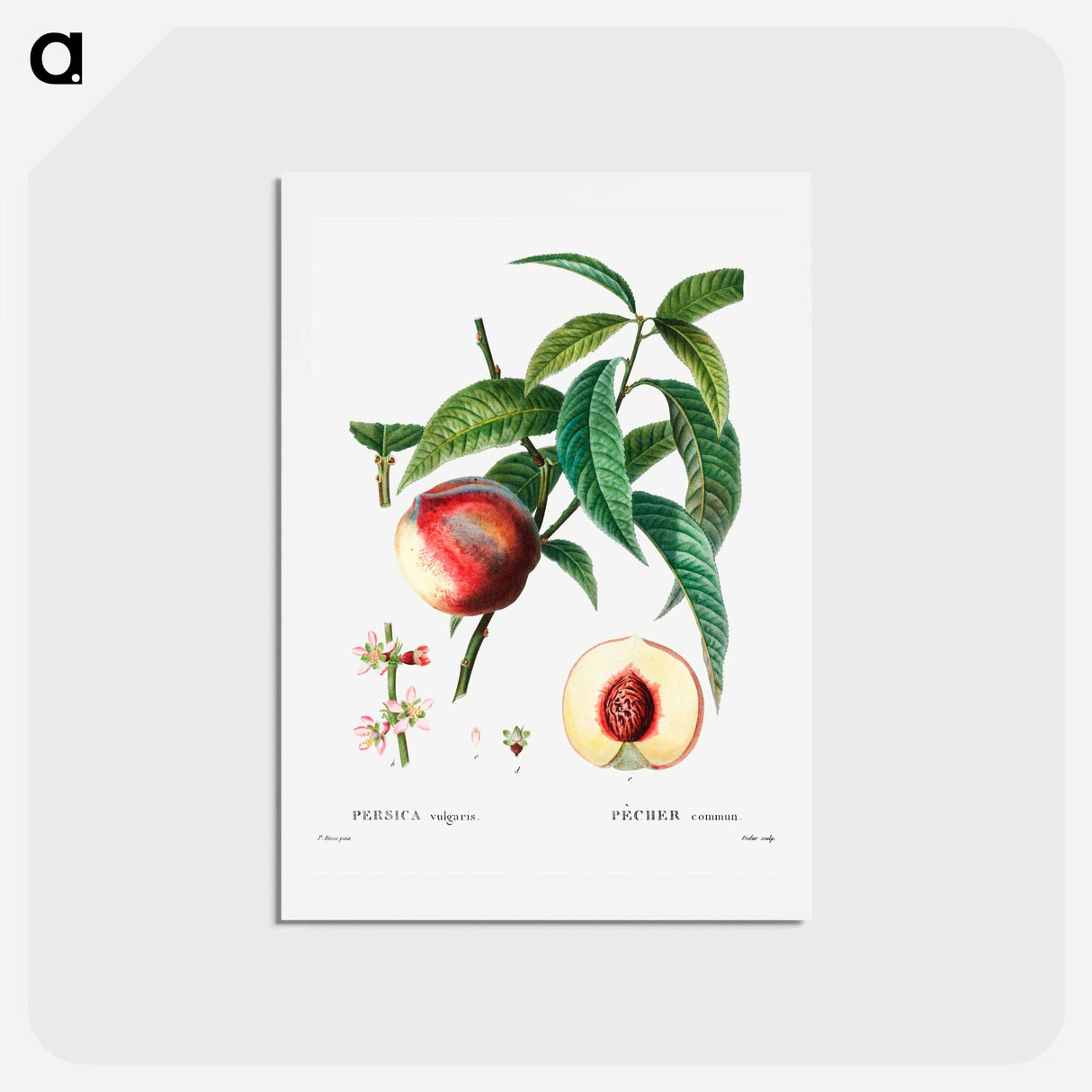 アートポストカード-Peach (Persica vulgaris) - ピエール ジョゼフ ルドゥーテ Postcard.