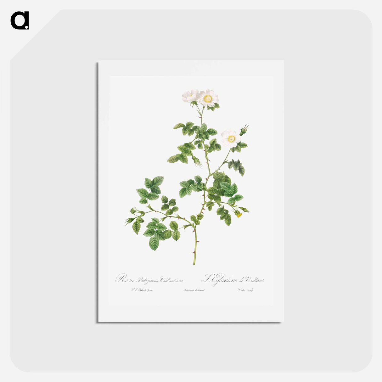 アートポストカード-White Sweetbriar - ピエール ジョゼフ ルドゥーテ Postcard.