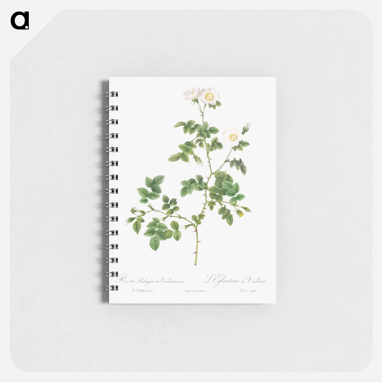 White Sweetbriar - ピエール ジョゼフ ルドゥーテ Memo.