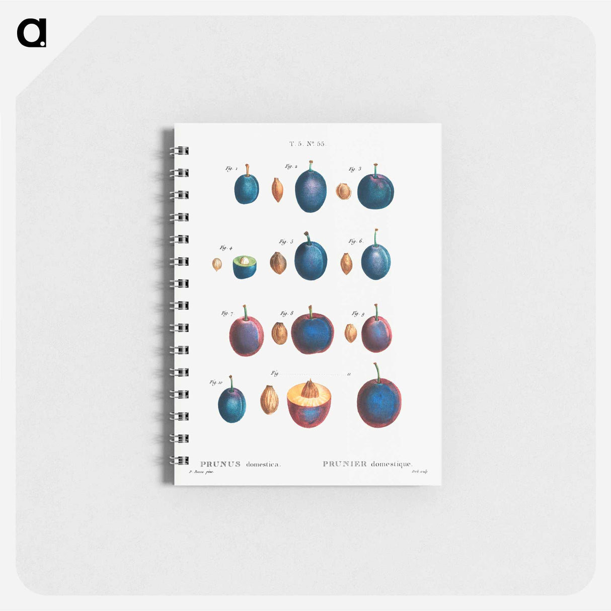 Plum - ピエール ジョゼフ ルドゥーテ Memo.