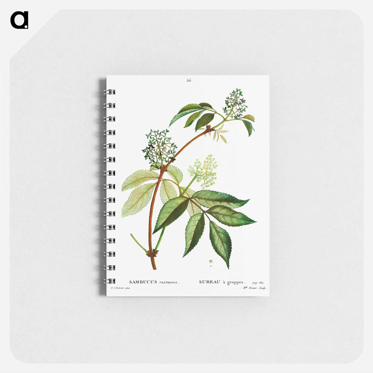 Red elderberry - ピエール ジョゼフ ルドゥーテ Memo.