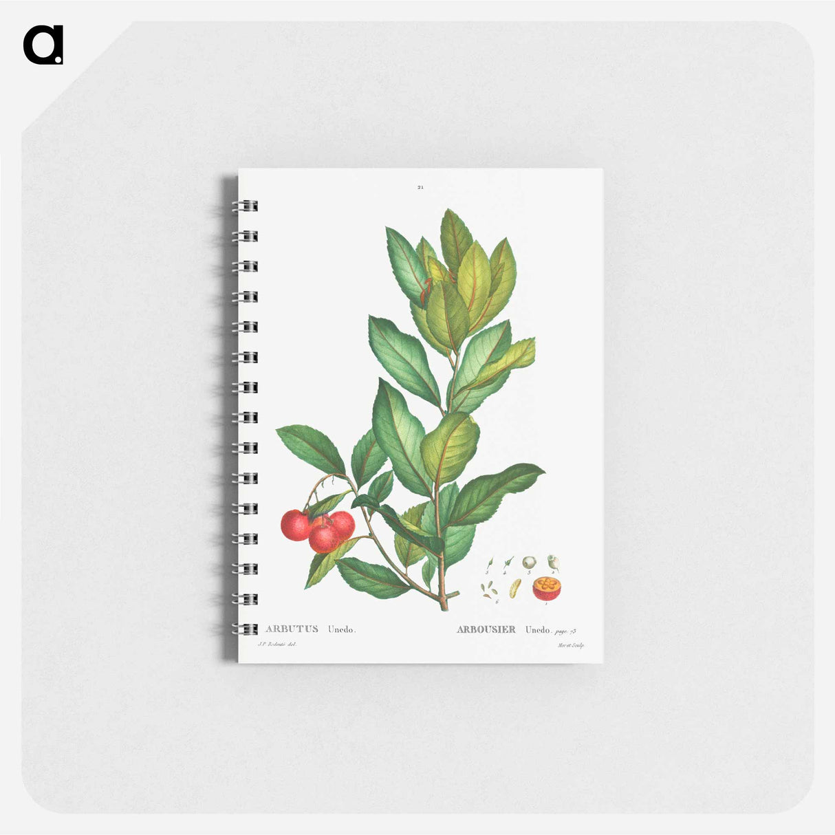 Strawberry tree - ピエール ジョゼフ ルドゥーテ Memo.