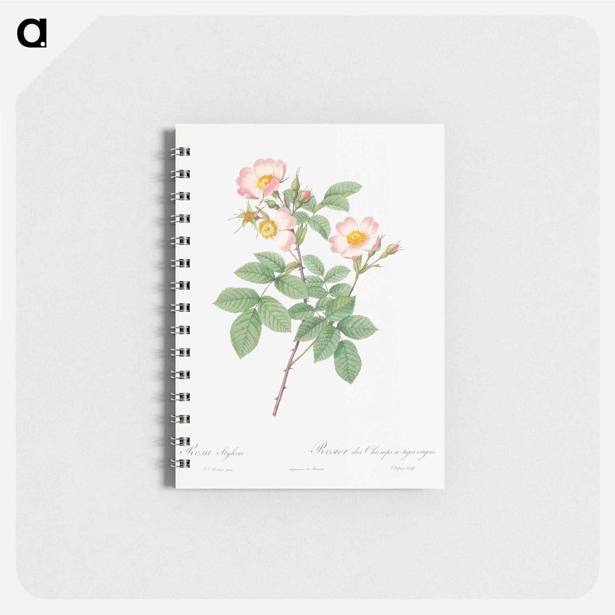 Short-Styled Field-Rose - ピエール ジョゼフ ルドゥーテ Memo.