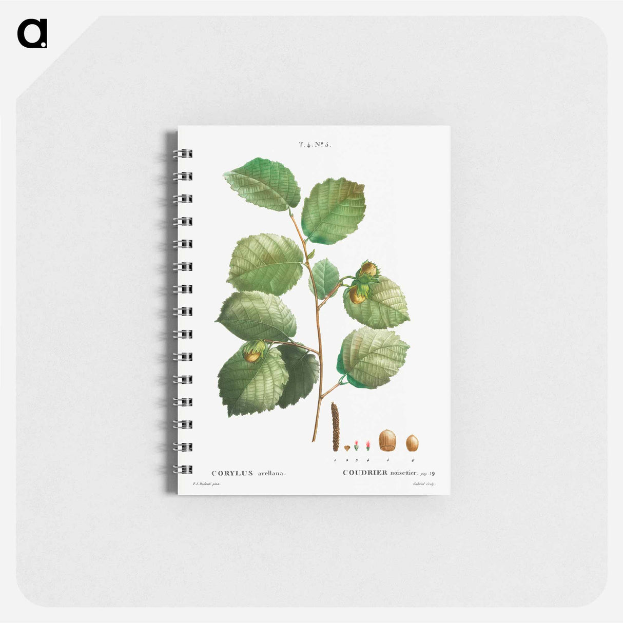 Hazelnut - ピエール ジョゼフ ルドゥーテ Memo.