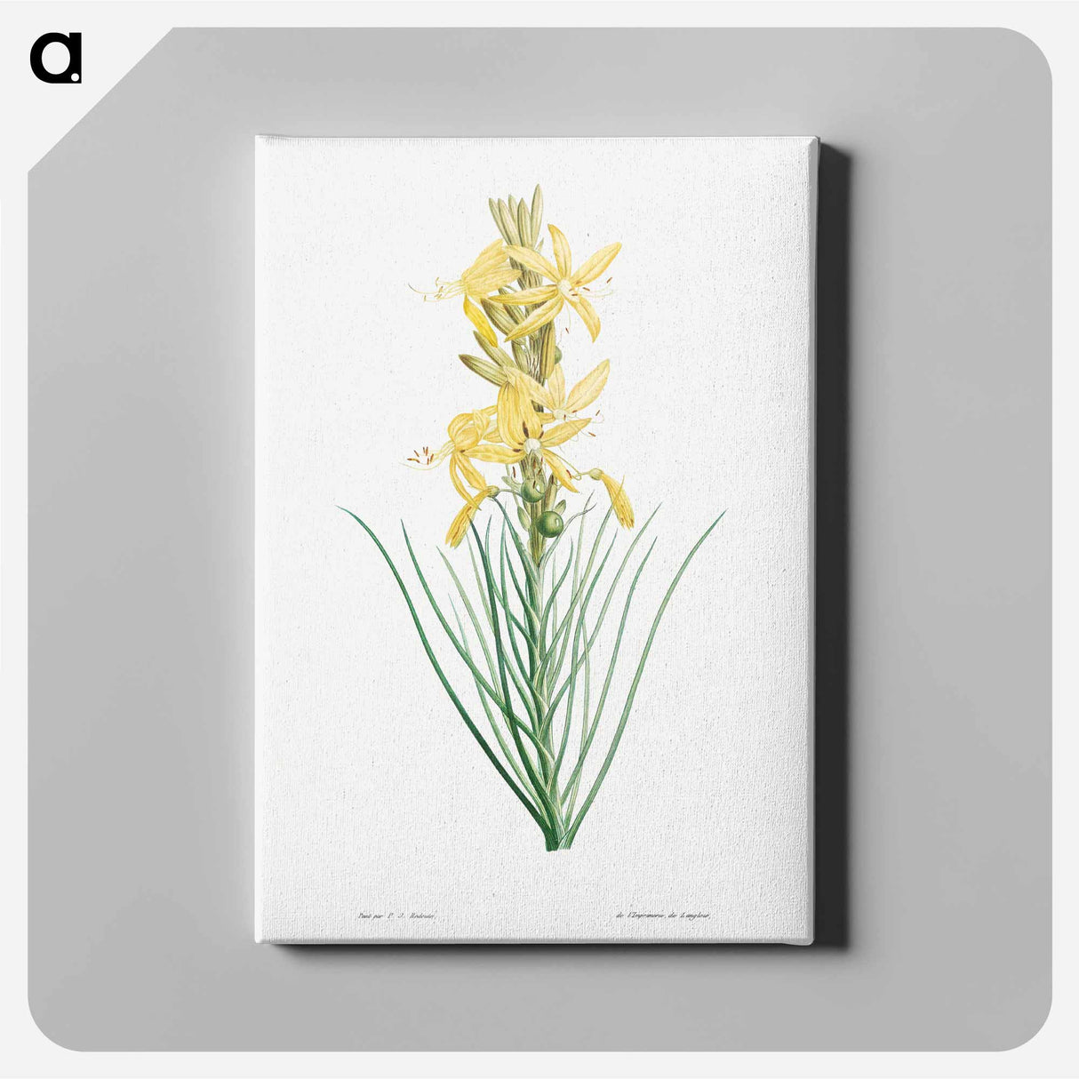 アートパネル-Yellow asphodel - ピエール ジョゼフ ルドゥーテ Canvas.