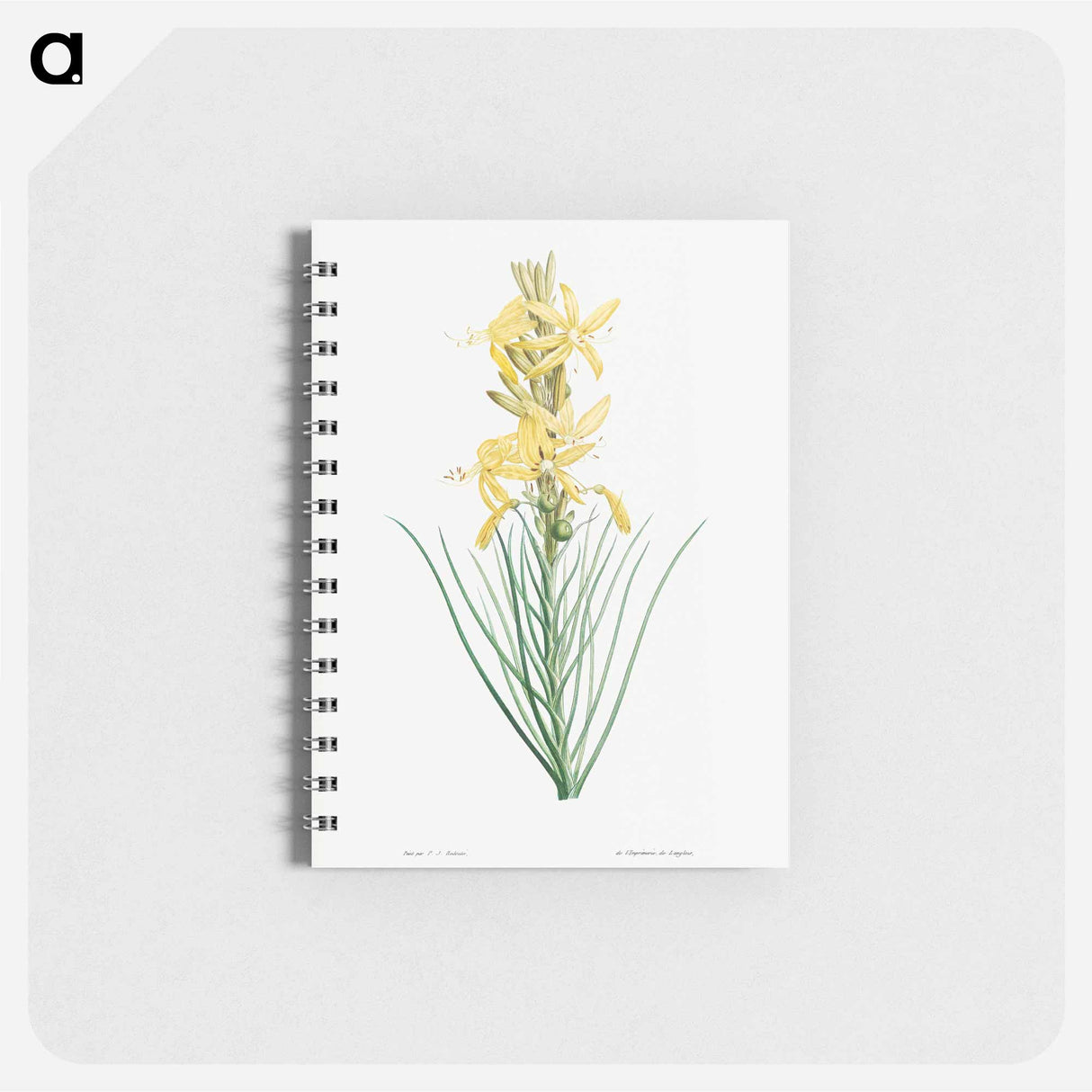 Yellow asphodel - ピエール ジョゼフ ルドゥーテ Memo.
