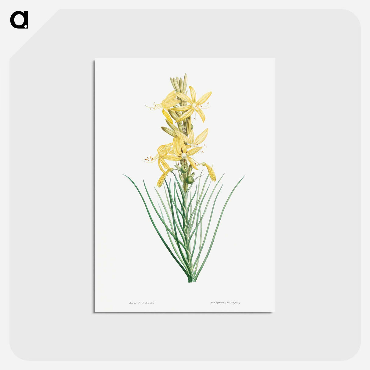 アートポストカード-Yellow asphodel - ピエール ジョゼフ ルドゥーテ Postcard.